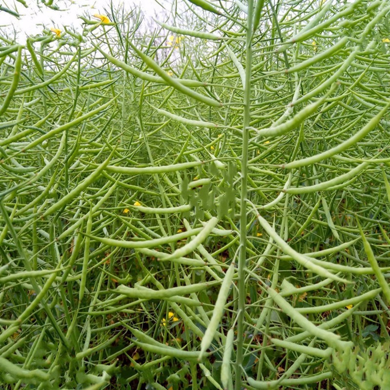 高产油菜花籽种孑适应性广出油率高油菜籽种子 龙盛1号约80克