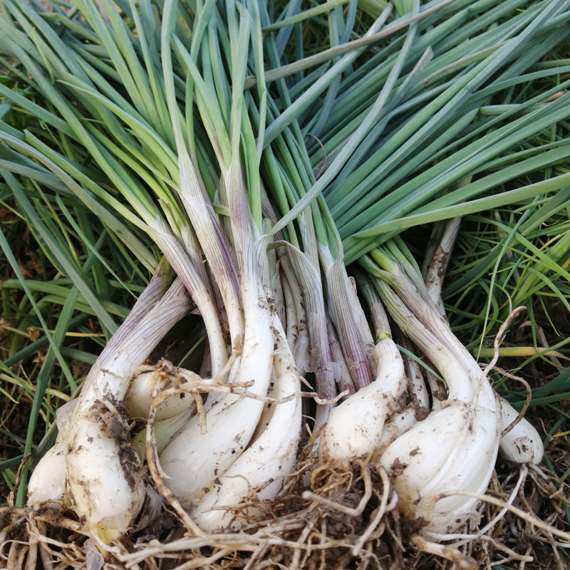 新鲜带叶藠头荞头叫头教头江西特产农家现挖新鲜时令蔬菜炒菜5斤