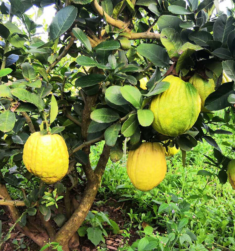 云南香缘大果新鲜香橼果柑水果农家自种香园非金华佛手38斤新鲜香橼2