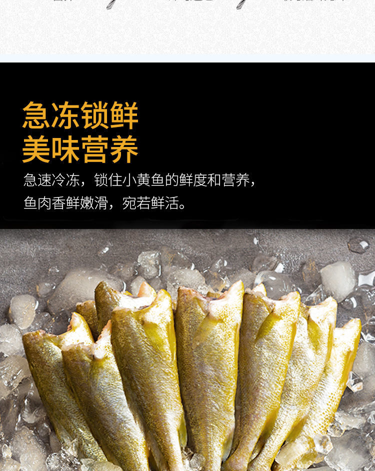 去头小黄鱼新鲜冷冻小黄花鱼鲜活生鲜无头不去肚海鲜水产3斤装