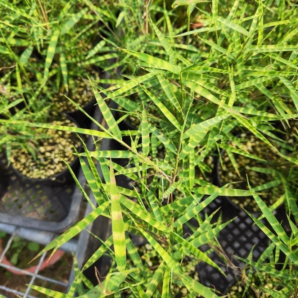 蜂后 黄金姬竹金黄竹叶面出艺小竹子盆景室内绿植迷你小竹子苗造型