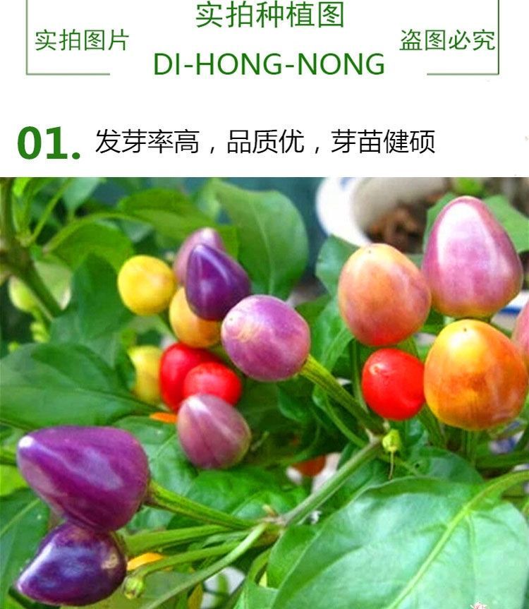 四季可播辣椒种子七彩椒五彩椒朝天椒室内阳台盆栽蔬果种 烈焰朝天