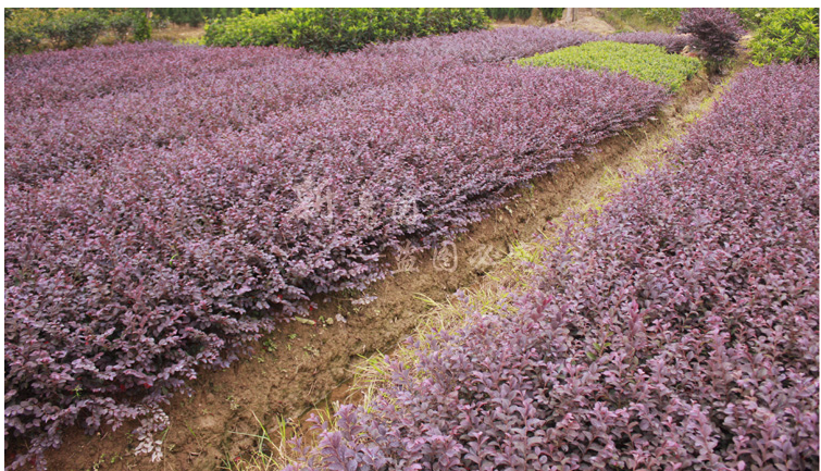 纳邦红花檵木红花继木苗庭院绿化植物花坛绿篱色块绿化树苗3040cm高