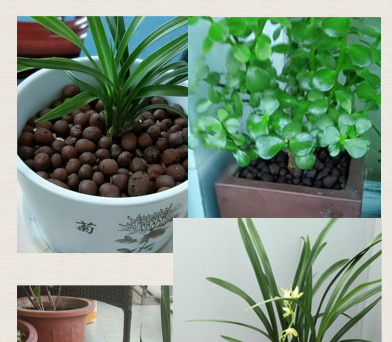 亚弗陶粒防烂根透气花卉多肉兰花陶粒花盆垫底铺面水培花用陶土粒陶粒