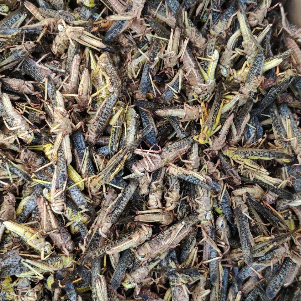 土蚂蚱活体鲜蝗虫东亚飞蝗食用昆虫个大籽多餐桌美食下酒菜去翅公母