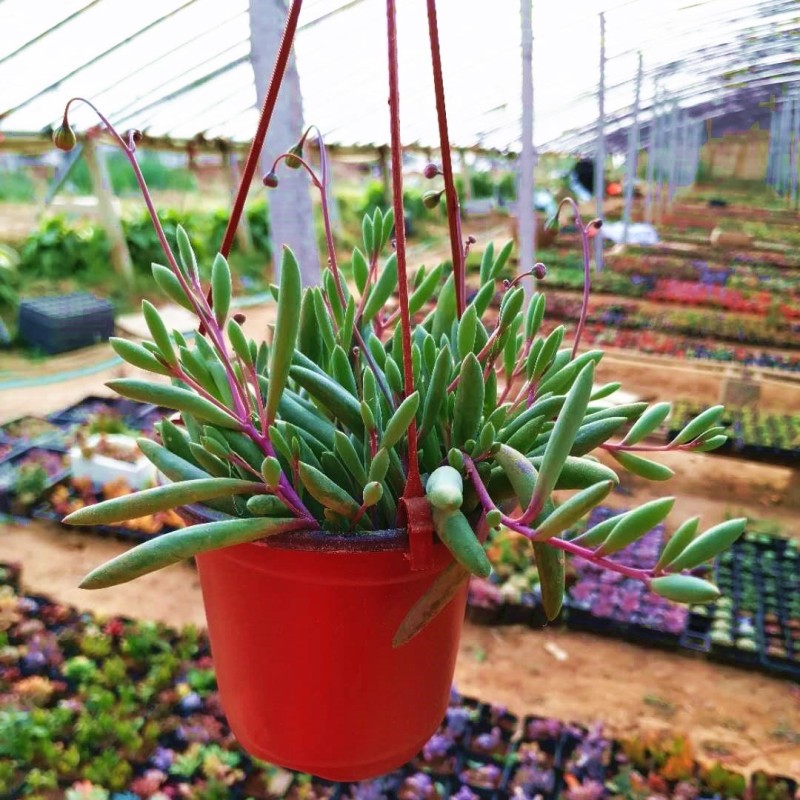 春之者紫玄月盆栽多肉植物紫玄月吊兰花卉绿植室内外垂吊好养植物客厅