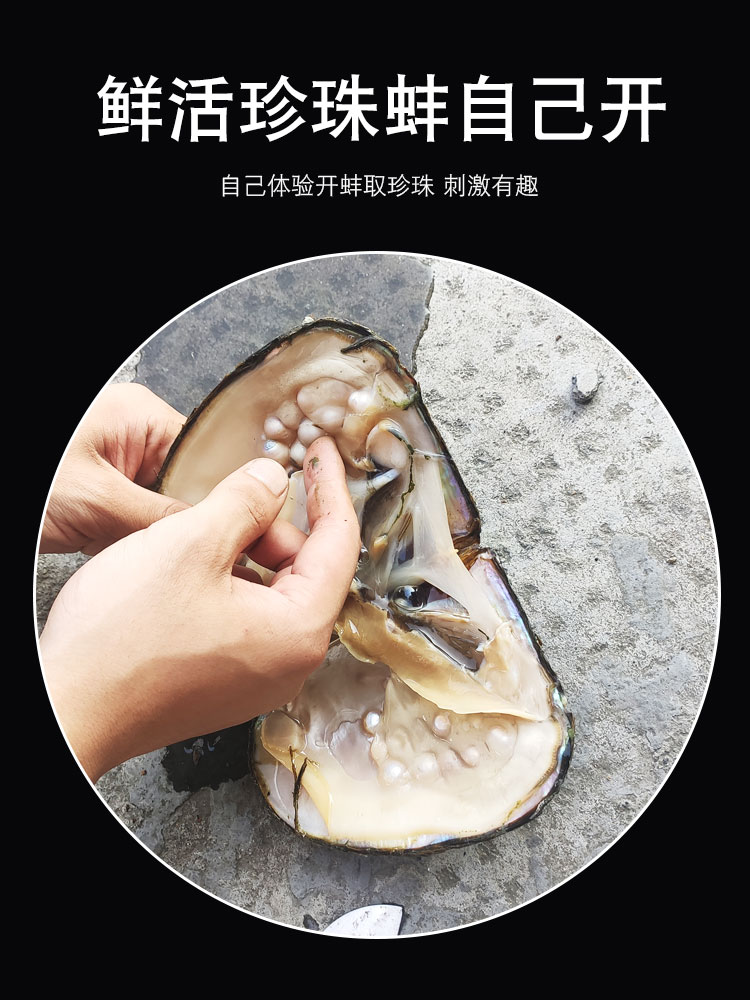铭心珍珠蚌自己开珍珠蚌盲盒蚌取珍珠天然淡水活蚌壳河蚌多珠单珠鲜活