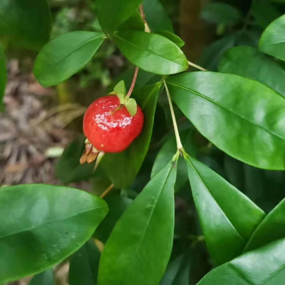 巴西长果大果黑玫瑰樱桃巴西甜樱桃果树新品种南北方种植盆栽地栽 黑