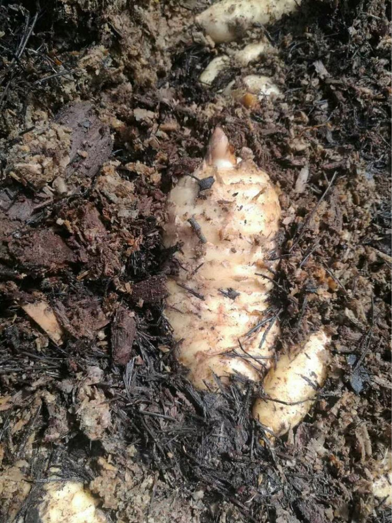 天麻菌种天麻蜜环菌天麻黄豆蜜环菌种天麻种子菌包猪苓菌种