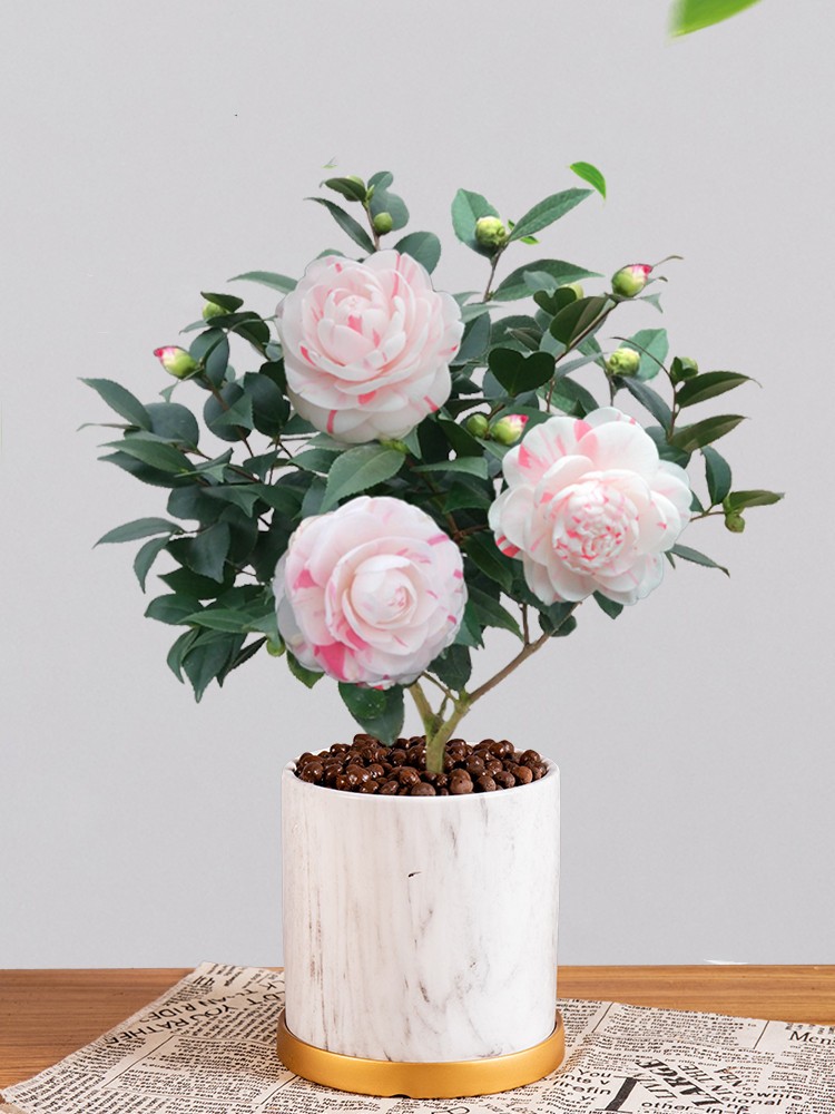 澜墨白十八学士茶花树苗盆栽植物室内阳台花卉好养开花山茶花盆景h墨