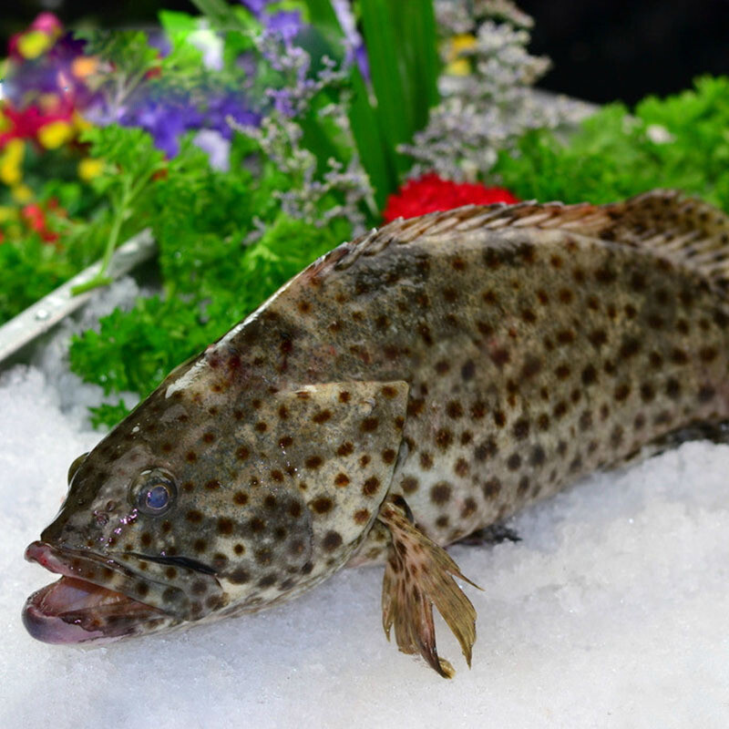 顺丰现货鲜活石斑鱼龙胆鱼深海鲜活海鱼新鲜速冻石斑鱼芝麻斑鱼速冻