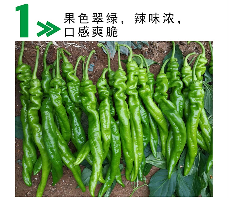中科茂华辣脆螺丝椒f1辣椒种子高辣度大果2025厘米抗