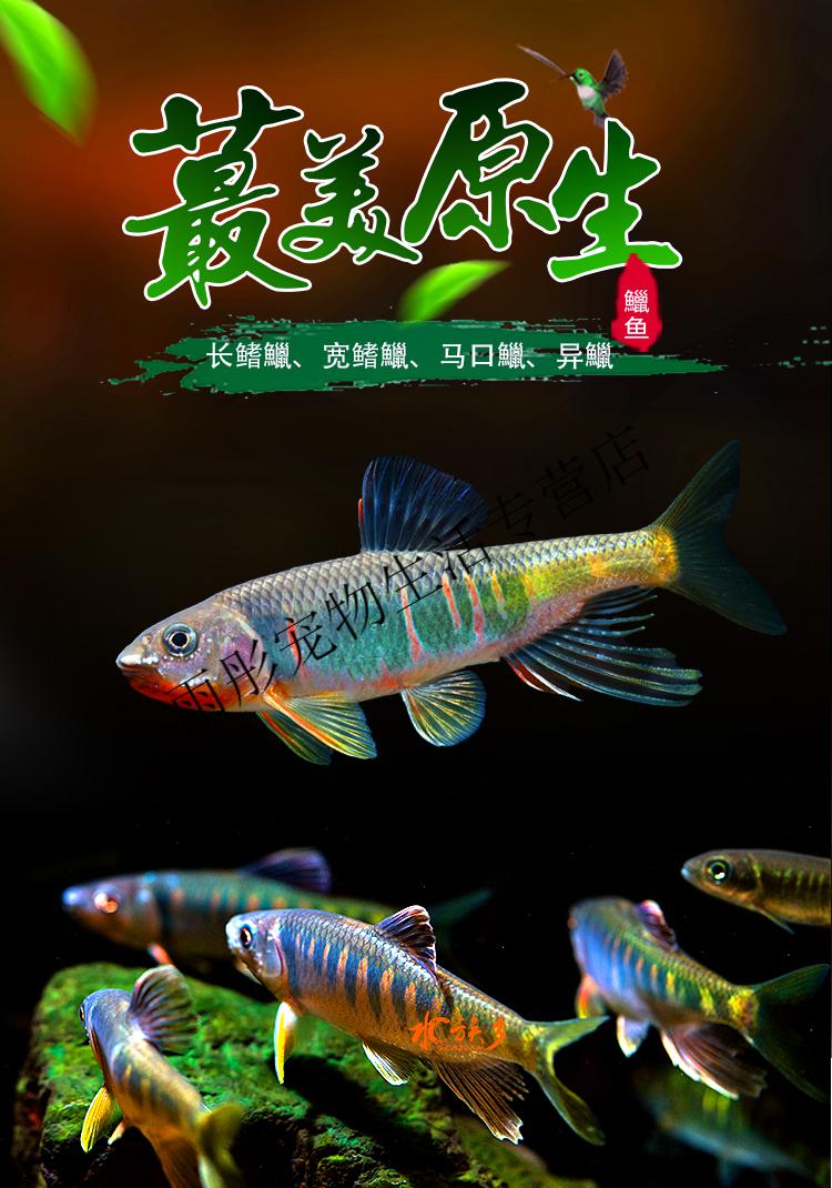 长鳍马口鱲宽鳍鱲异鱲中国原生冷水鱼桃花鱼淡水观赏鱼光唇活体鱼 长