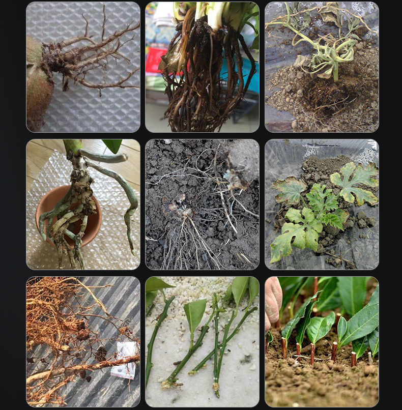 云生根植物生根液通用花卉生根粉扦插生根剂生根壮苗剂果树生根水云