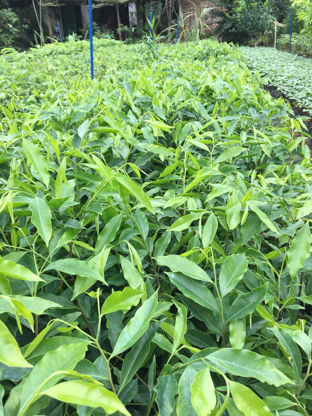 正宗奇楠沉香木树苗沉香苗 名贵树苗 黑白沉香木 小叶沉香木苗ap 10年