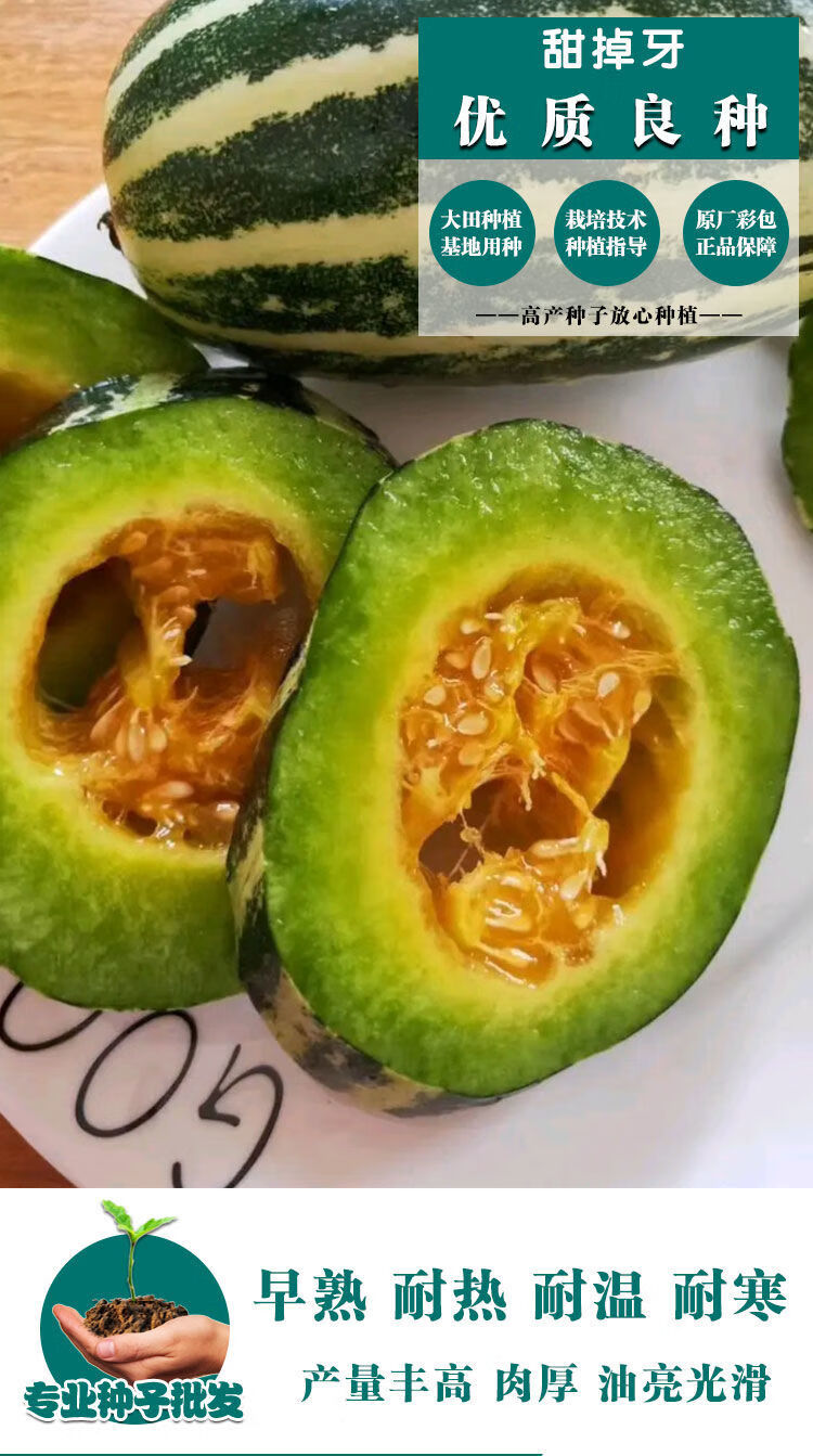 颜集卉甜掉牙甜瓜种籽香瓜种子超甜花皮酥脆四季瓜果水果种子蔬菜籽种