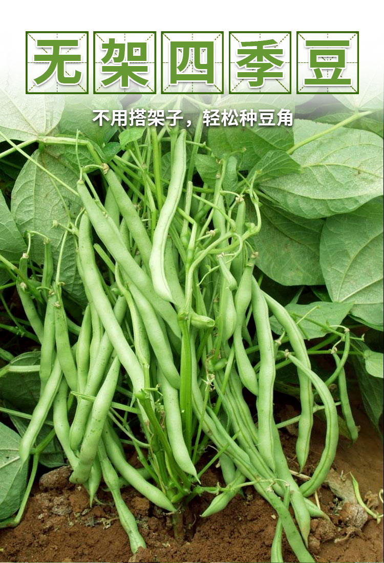地豆无架豆四季豆种子芸豆豇豆种籽蔬菜孑不搭架无筋春季四季菜豆 农