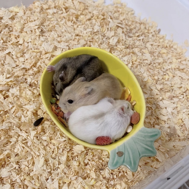 【京选】仓鼠宠物三线紫仓银狐布丁幼崽仓鼠活物奶茶老公公老婆婆仓鼠