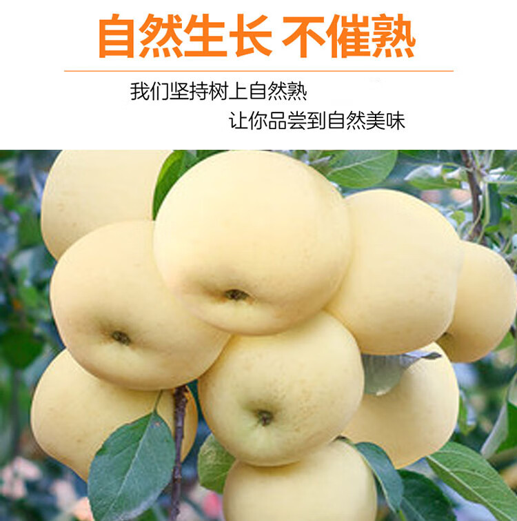 顺丰直达新疆阿克苏奶油冰糖心苹果新鲜水果牛奶苹果整箱当应季q70mm
