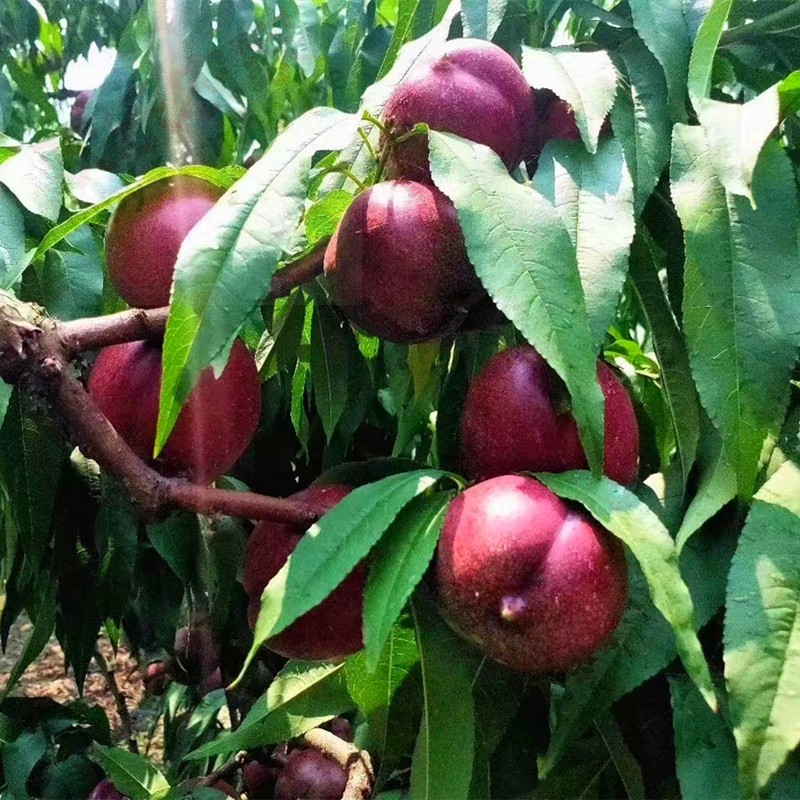 如皋紫桃新鲜血桃离核油桃新鲜紫桃酸甜口感 3斤 中果8个左右/斤