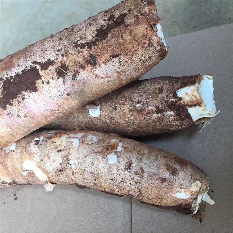 广东新鲜木薯当季红皮白肉面包木薯整箱板栗甜糯蜜薯5斤蔬菜 3斤 普通