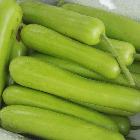 瓠子瓜新鲜蔬菜蒲瓜福建葫芦瓜夜开花农家现摘1/5斤 1斤瓠瓜【图片