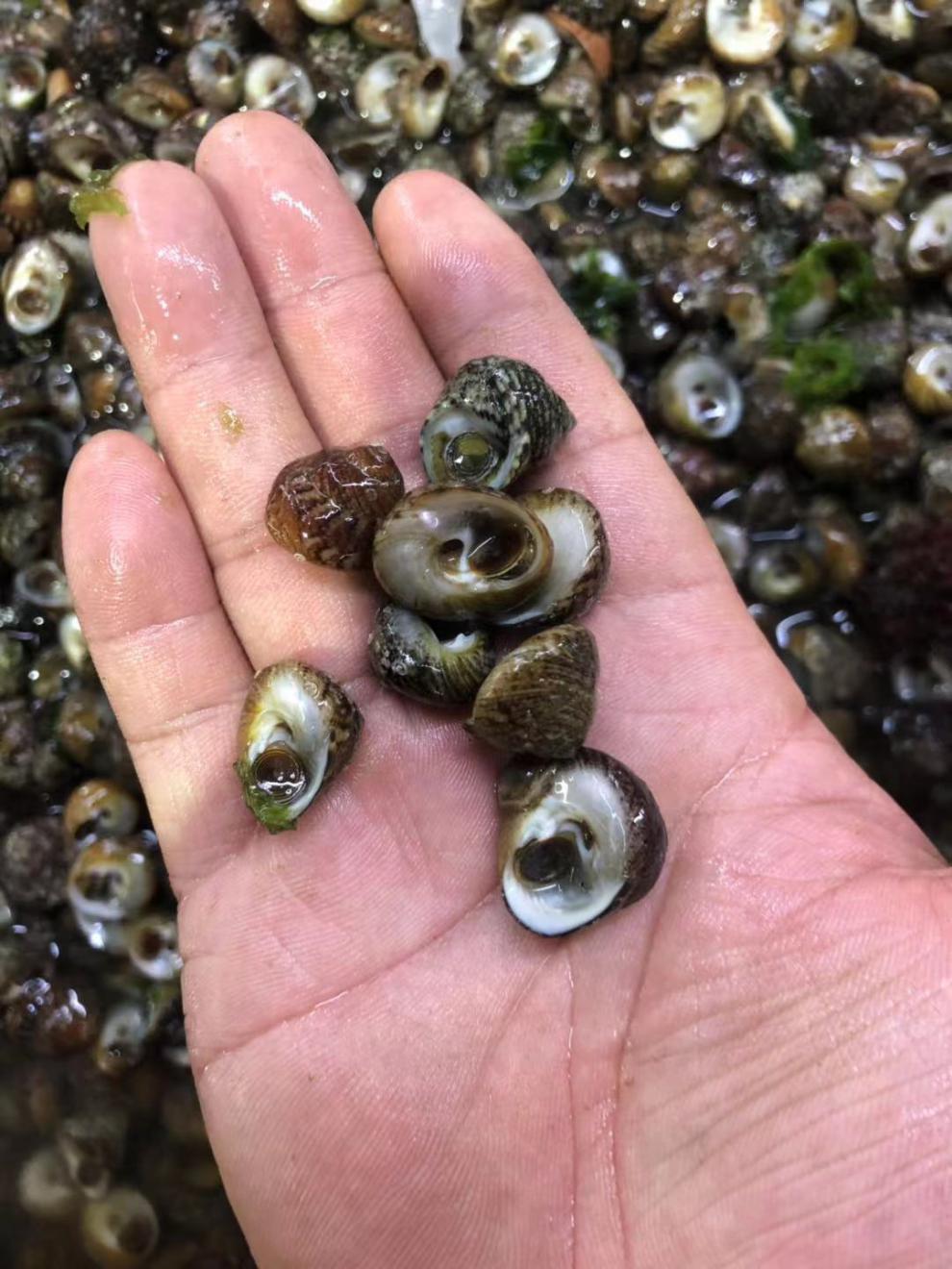 转螺3-8斤装 转盘螺芝麻螺盘螺海螺鲜活发货海鲜水产顺丰保鲜送达 转