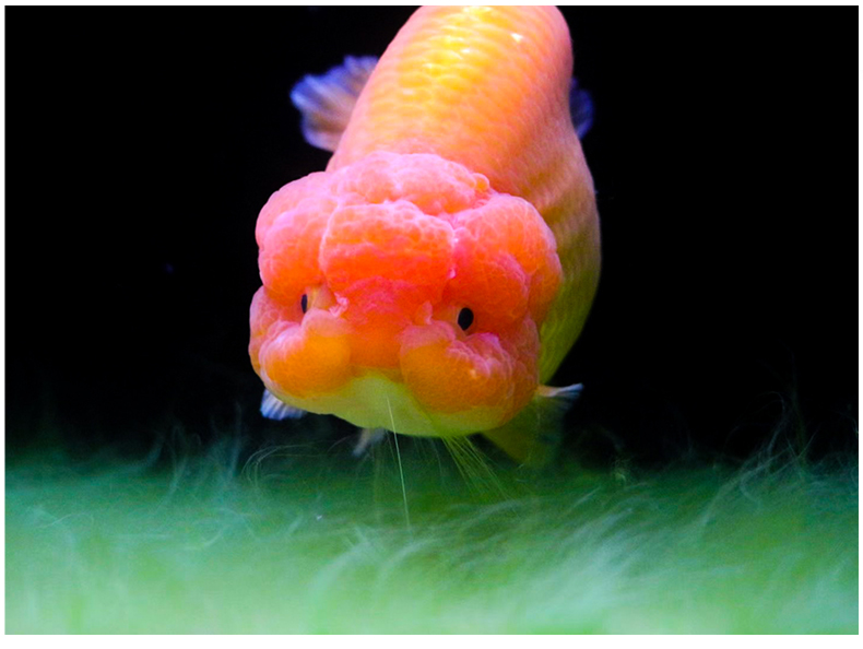 潘式小尾兰寿金鱼活体精品奶牛活鱼观赏鱼冷水小中型鱼苗好养耐活 7-8