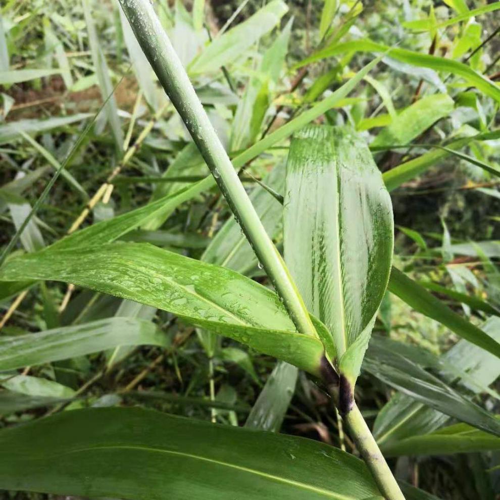 粽子叶新鲜特大叶芦苇叶家用粽粑叶包粽子粽叶广西芒叶长粽叶 新鲜