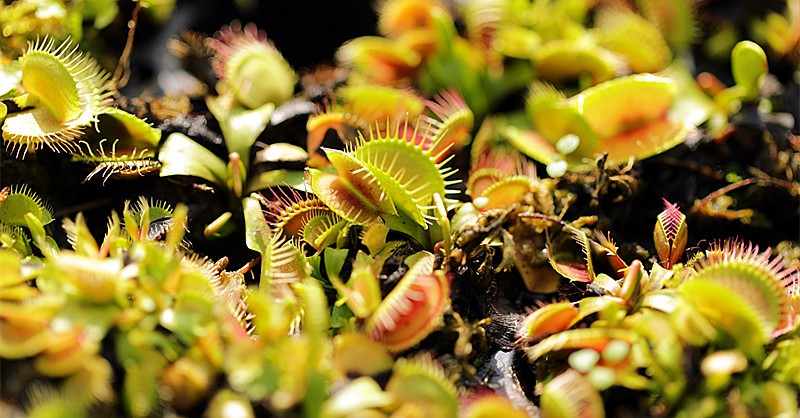 捕蚊草 捕蝇草盆栽b52捕蚊草猪笼草 巨夹捕虫夹约2厘米吸水盆 含盆