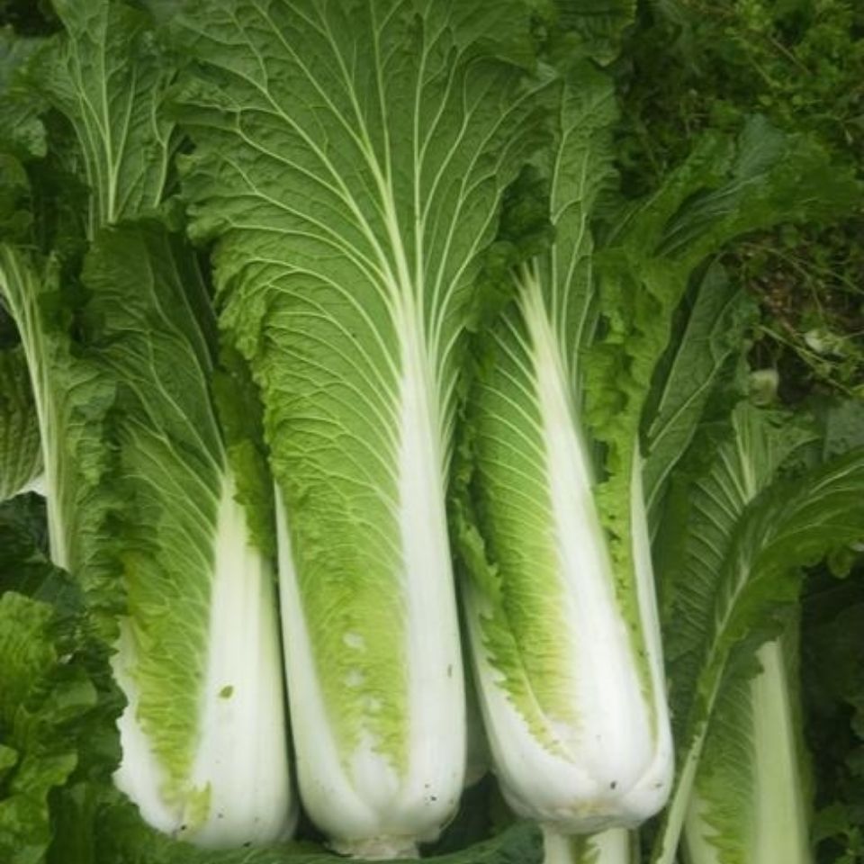 云南高山麻叶青菜大白菜天津绿白菜时令蔬菜新鲜农家自种现摘 2500克