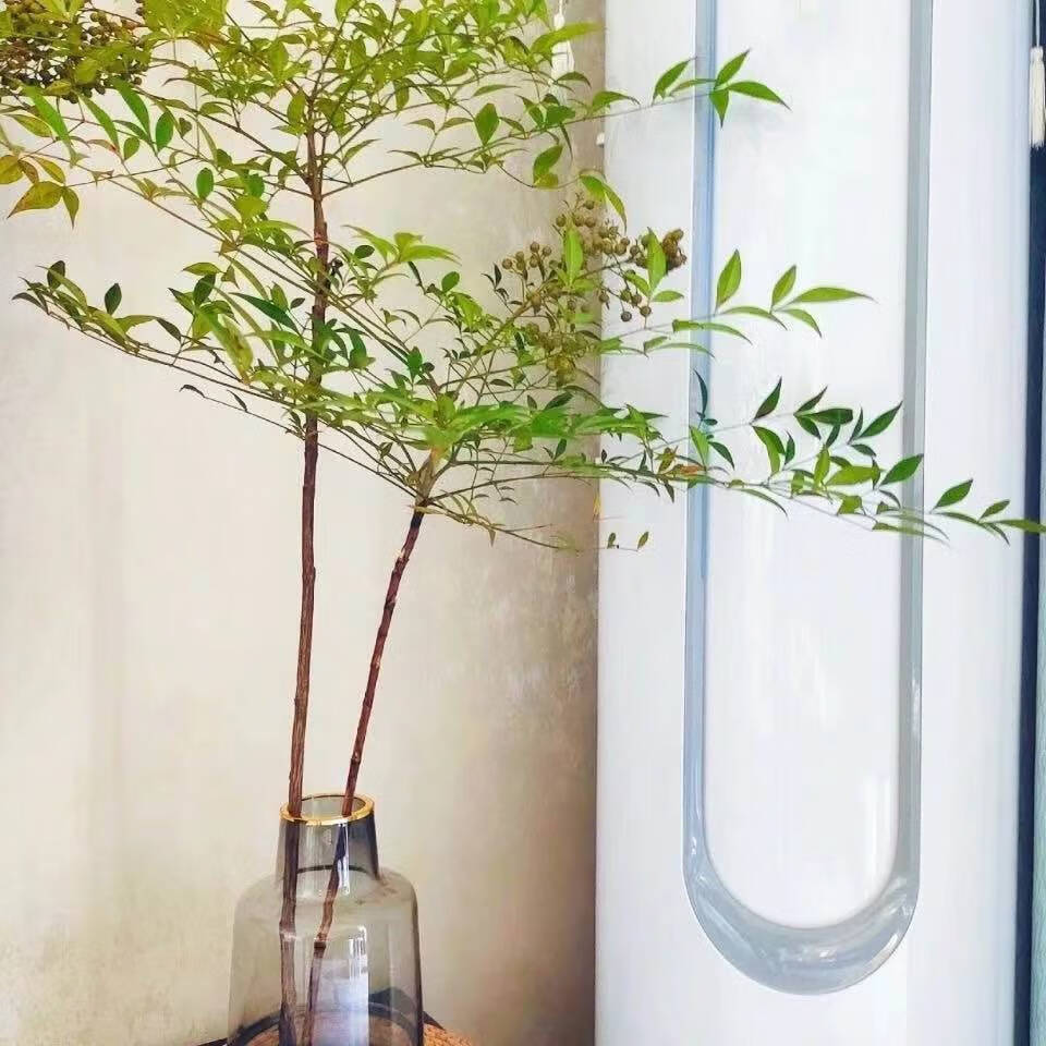 火焰南天竹水培观叶植物鲜切南天竹客厅办公水养花颜色随季节变换为准