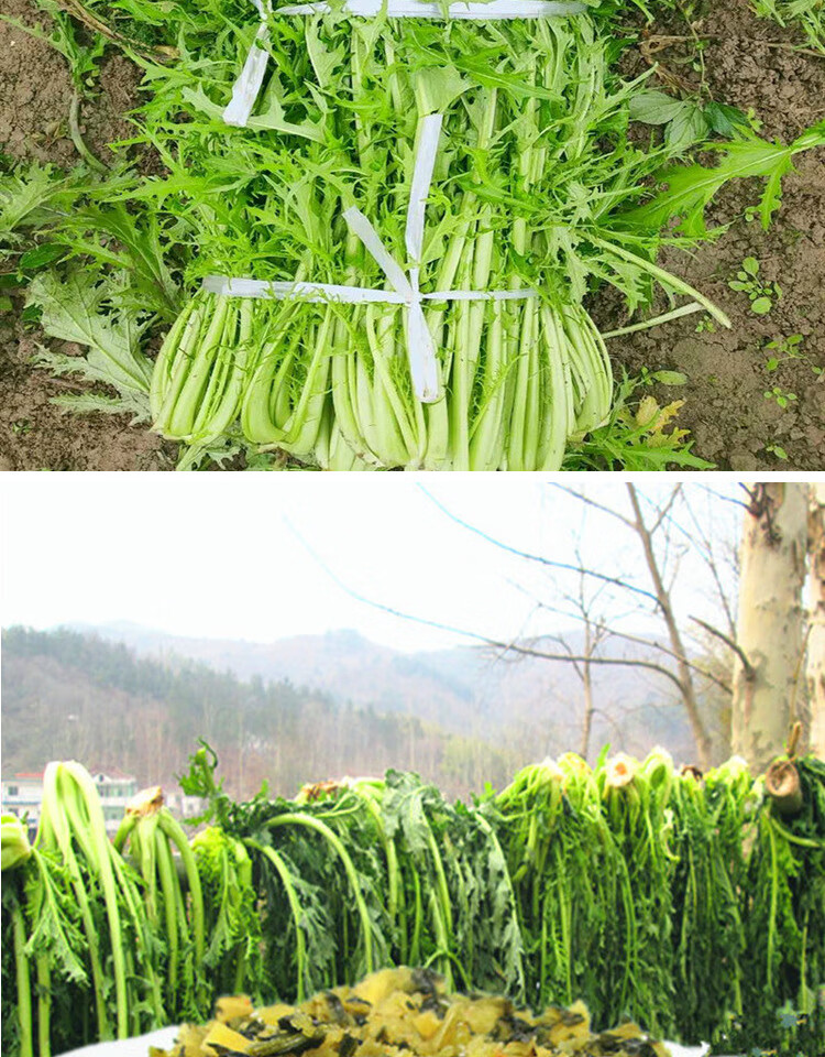 雪里蕻种子雪里红雪菜金丝芥菜九头鸟种籽花叶细叶大叶泡菜 大叶