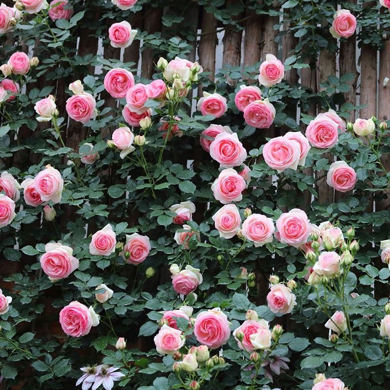 蔷薇花苗藤本月季大花浓香庭院爬藤植物爬墙四季阴雨 粉龙50cm左右 不