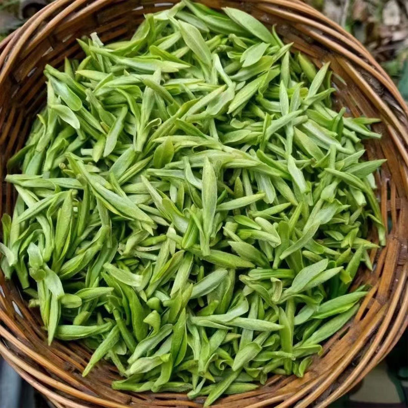 霍山茶黄芽头采明前春茶2022新茶一芽一叶高山正宗黄茶兰花香型茶叶