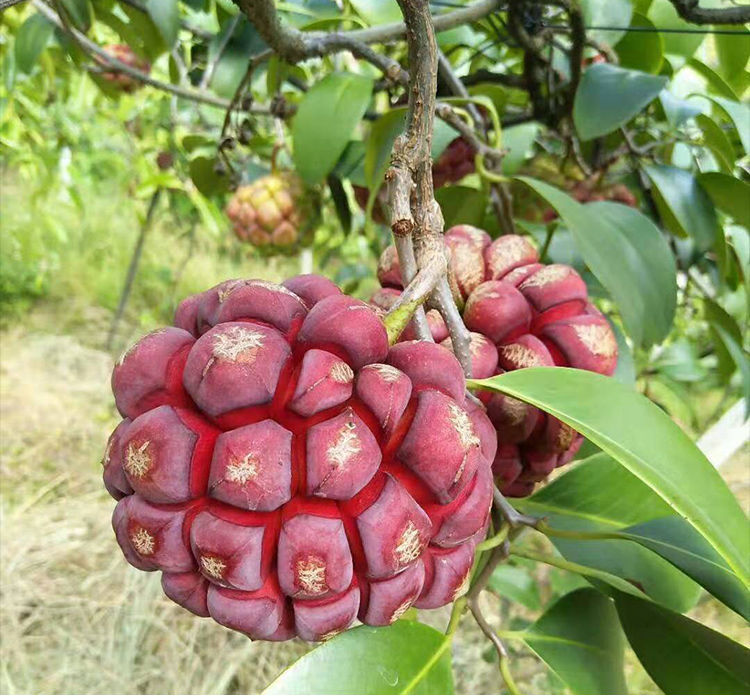 (现货速发)黑老虎布福娜新鲜水果酒饭团应季稀有恶魔果2斤 黑老虎1斤