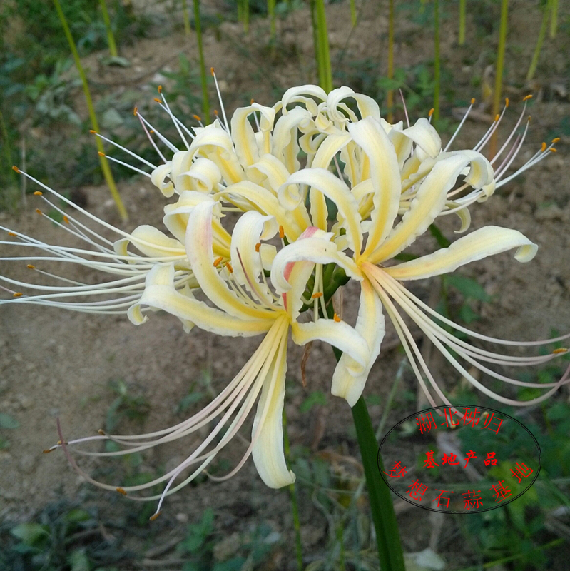 时艺石蒜花种球 绿植白色彼岸花种子 曼珠沙华盆栽 室内四季盆栽花卉
