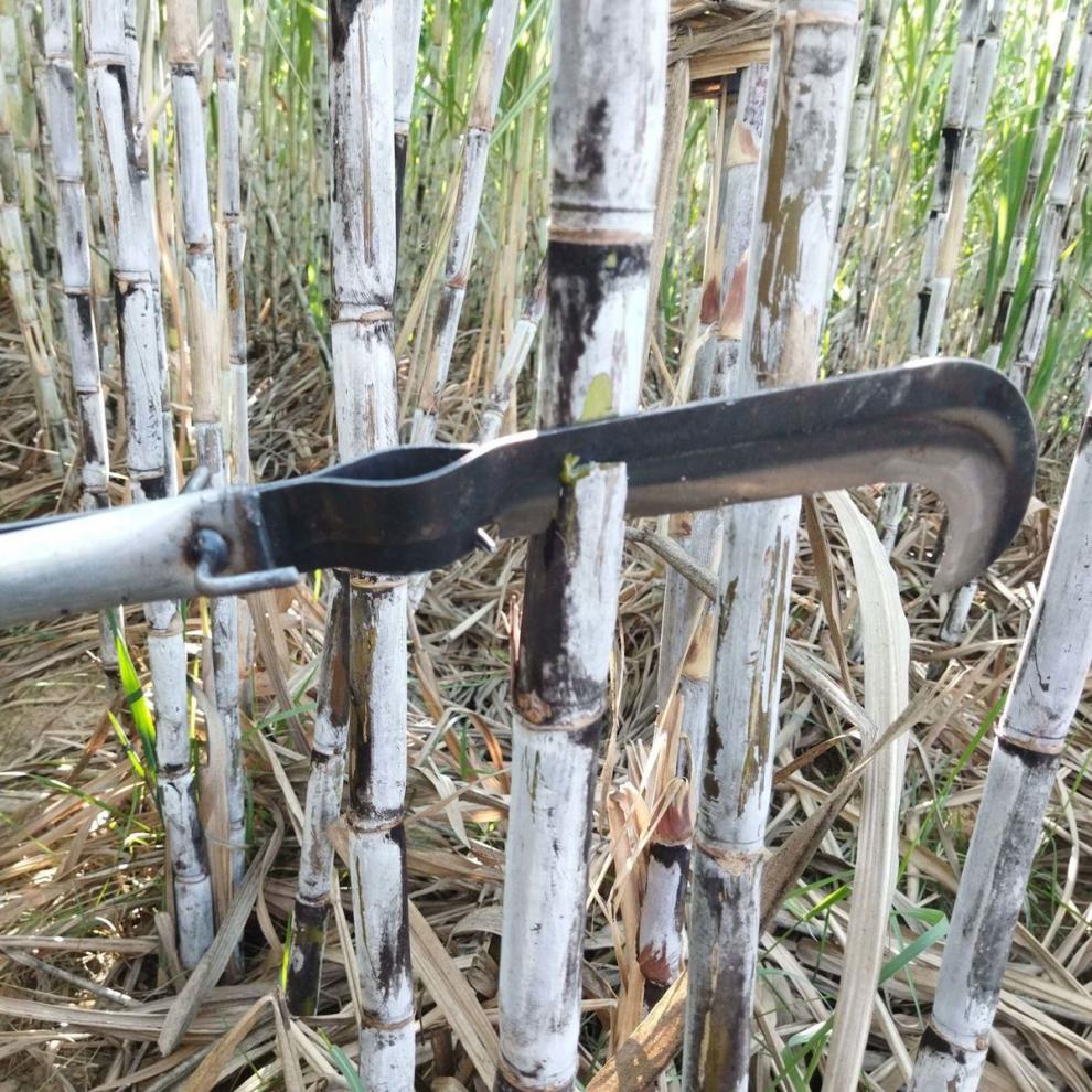 农用收甘蔗刀多功能甘蔗剥叶刀越南甘蔗刀收甘蔗神器弹簧收甘蔗刀