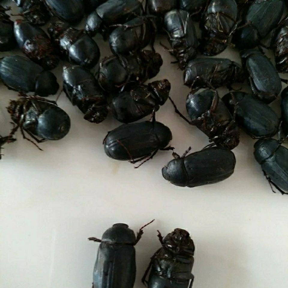 2021年新鲜瞎眼创子金龟子瞎胖子瞎撞子红孩儿昆虫美食下酒菜 黑色