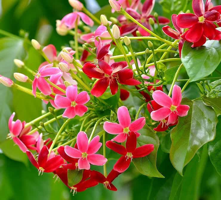 汉柠攀援使君子花苗驱蚊虫香兰草盆栽植物五彩夜来香树苗藤本花卉绿植