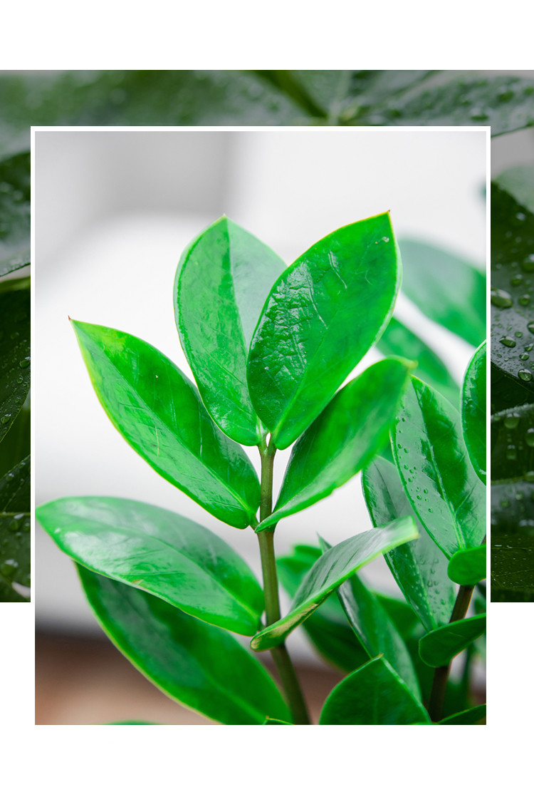 初石金钱树盆栽摇钱树钱串子室内客厅办公室绿植大棵发财树盆景小苗