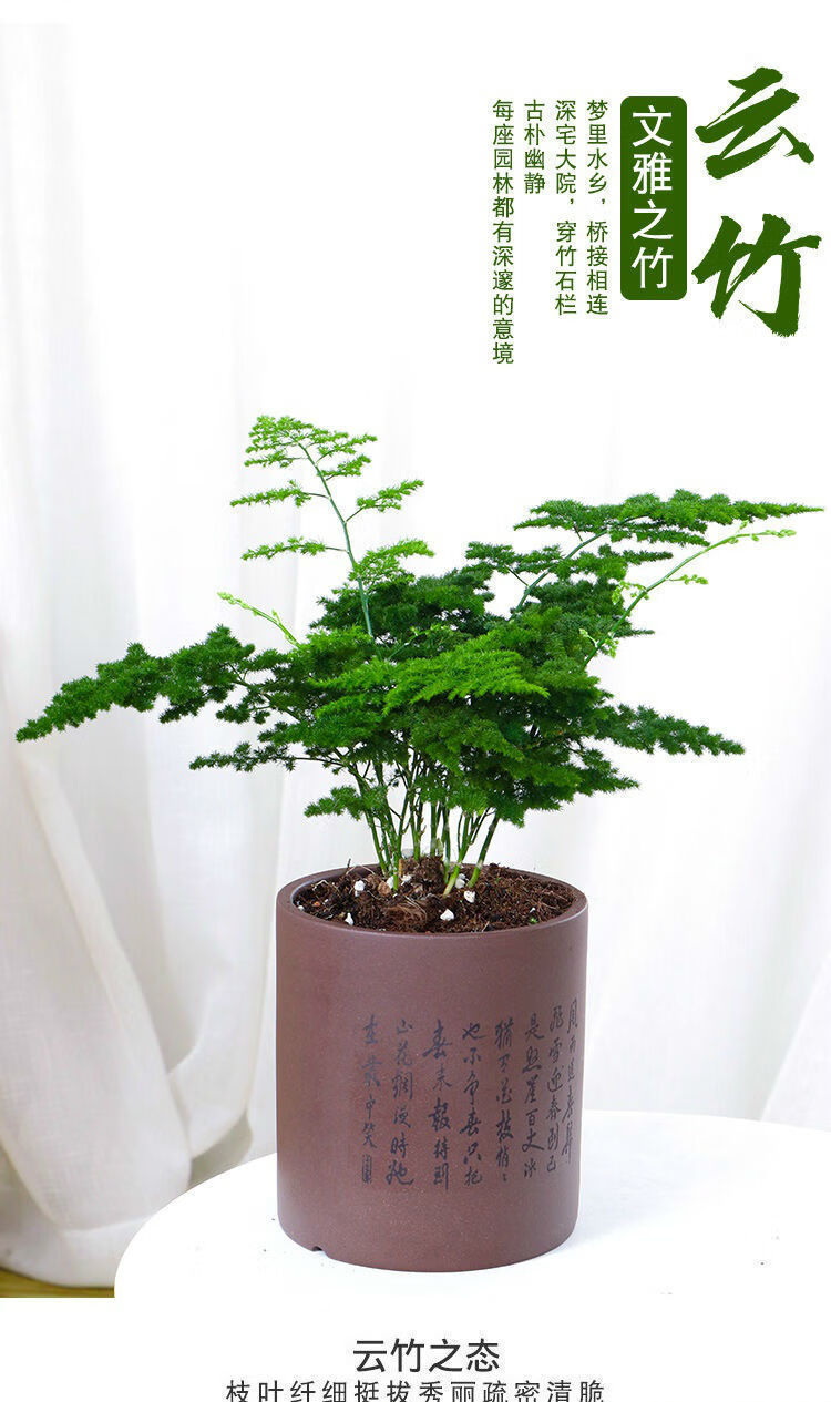 精品绿植唐山矮生云竹文竹云松竹假山盆景阳台办公室内桌面小盆栽好养
