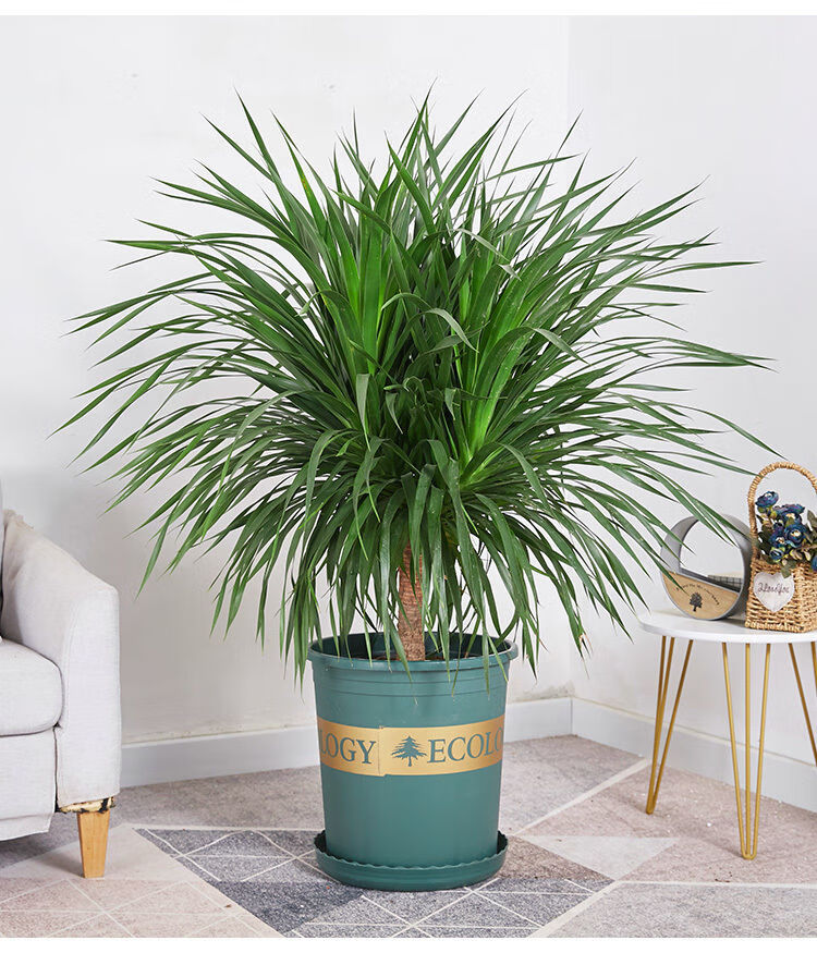 龙血树盆栽龙须树盆景办公室家居室内外大型植物清新空气绿植锐衡单颗