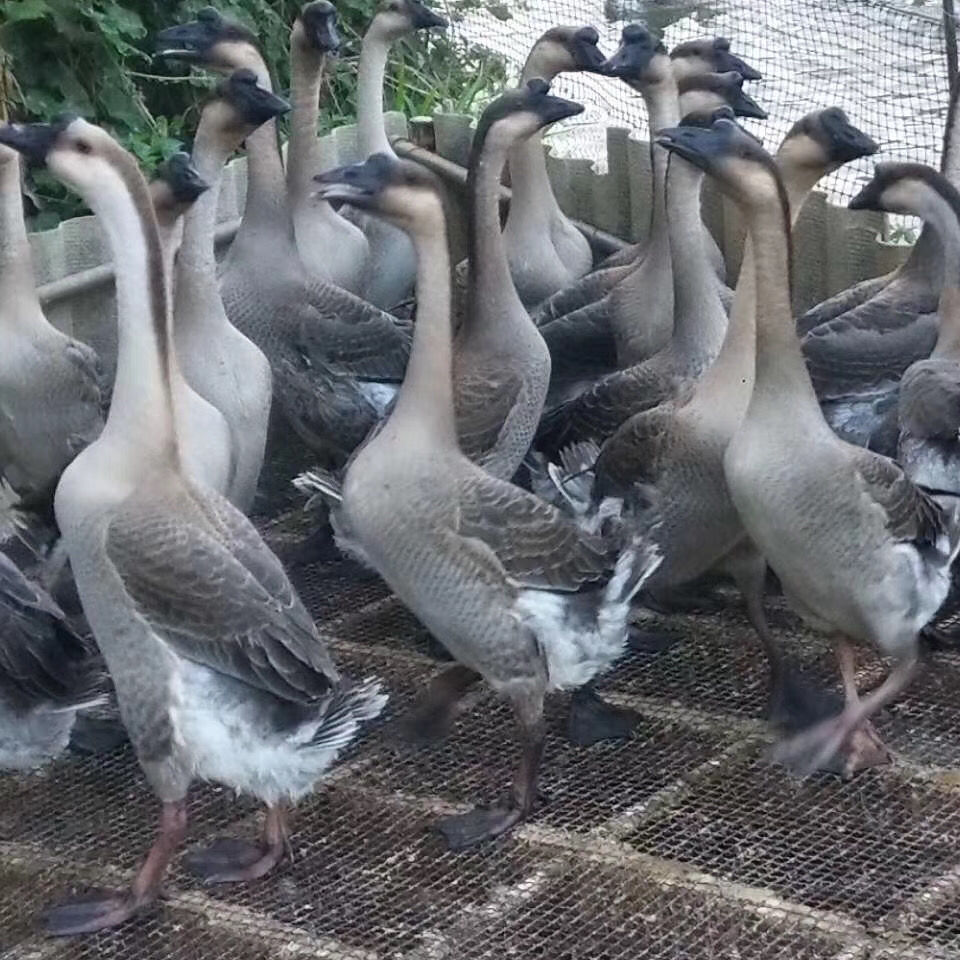 黑棕鹅大鹅土鹅老鹅生新鲜鹅肉整只现杀开平马岗鹅宏嘉睿广东省内顺丰