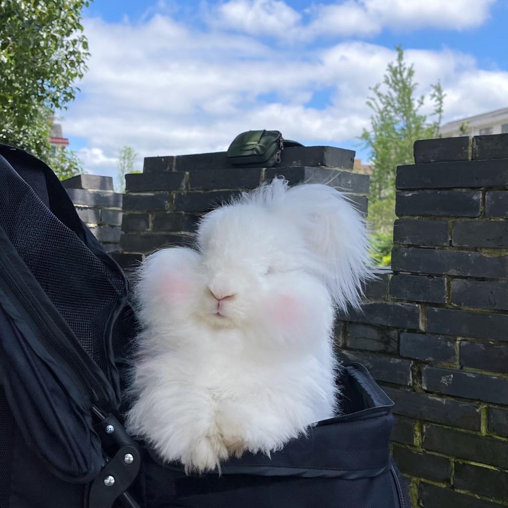 网红巨型安哥拉兔巨兔活体宠物兔幼年成年兔长毛兔子活物大型兔子