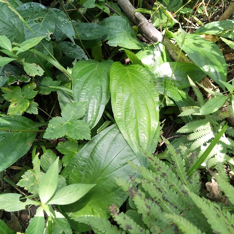 正宗新鲜现挖水田七屈头鸡现挖中草药500g深山土三七水田七水虾公 杞