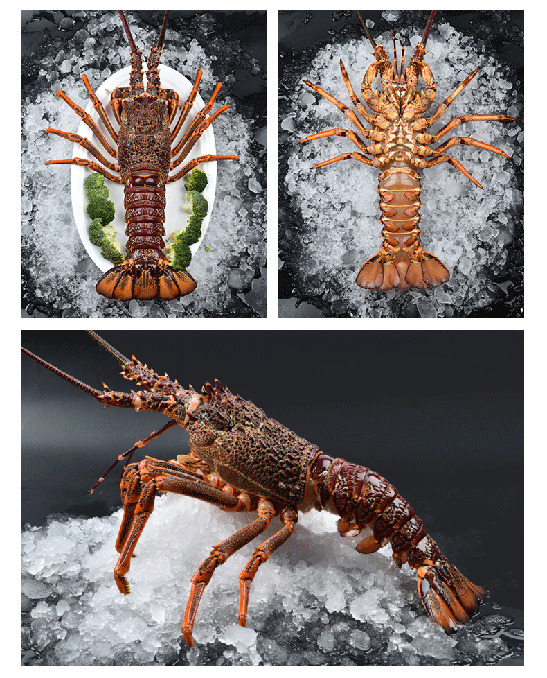 26斤特大澳洲大龙虾澳龙鲜活冷冻海鲜大奥龙波士顿龙虾年货送礼2250g