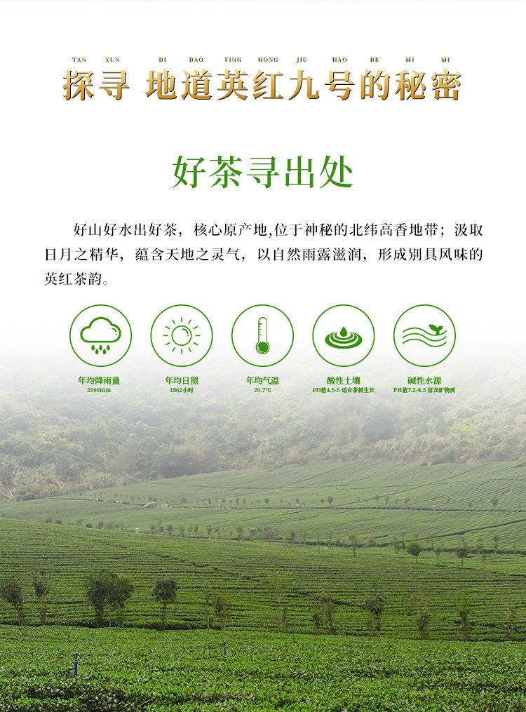 英德核心产地英红英德红茶送礼自饮浓香型150g散装茶yh035英红浓香