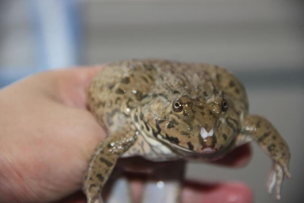 江西特产石蛙肉活体山泉水养殖刺胸蛙肉山鸡肉石鸡肉