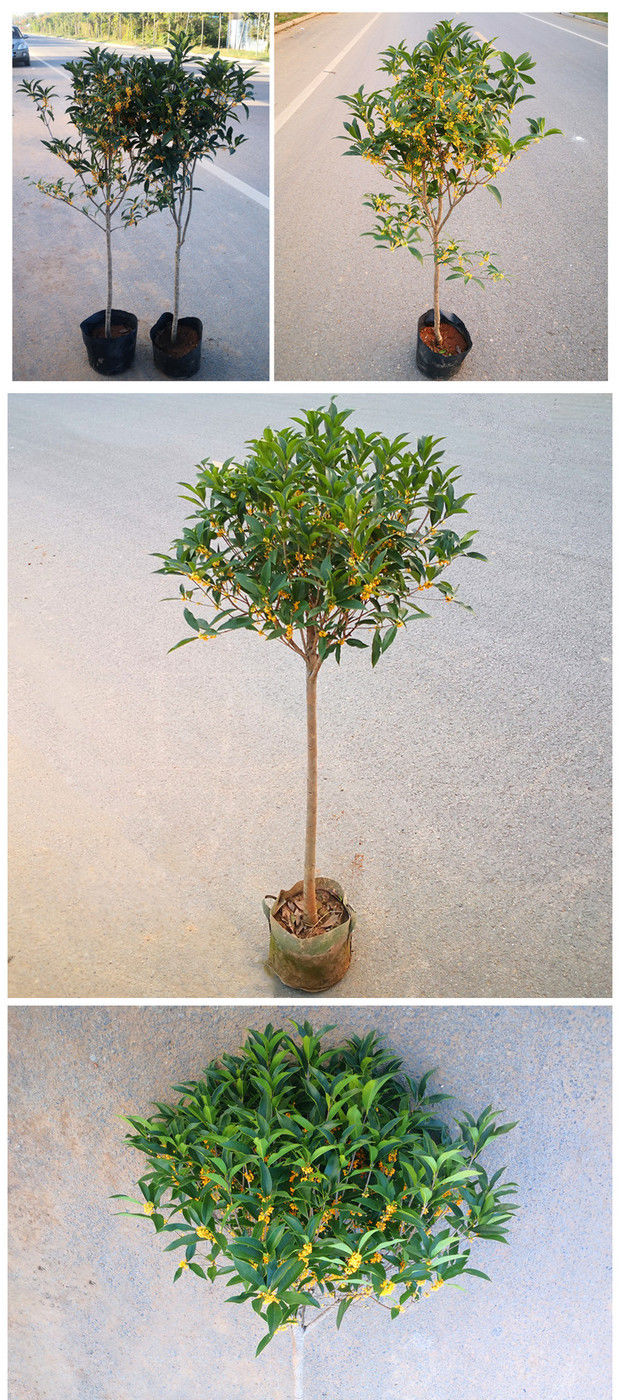 丛一楼桂花树苗四季浓香金桂原生高杆沉香桂四季桂花树大树庭院别墅